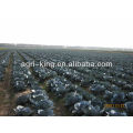 Chinese Fresh Cabbage Bulk Price